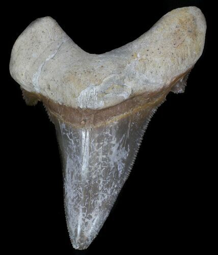 Serrated Auriculatus Shark Tooth - Dakhla, Morocco #35853